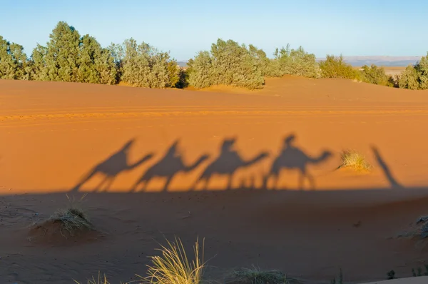 Верблюды тень над Эрг Чебби в Марокко — стоковое фото