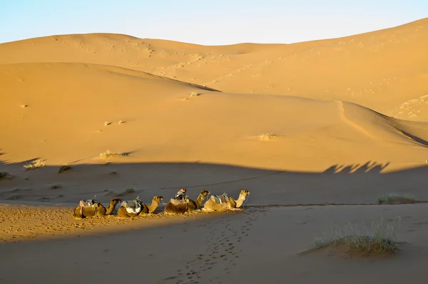 Καμήλες ανάπαυσης σε erg chebbi, Μαρόκο — Φωτογραφία Αρχείου