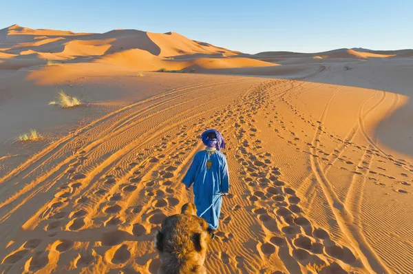 Berber περπάτημα με καμήλα σε erg chebbi, Μαρόκο — Φωτογραφία Αρχείου