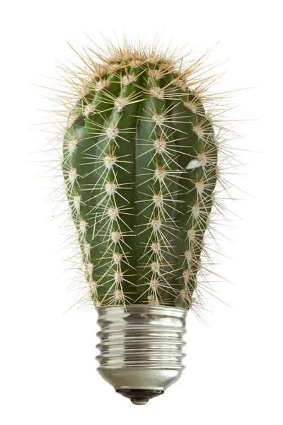 Kaktus rośnie z żarówki — Zdjęcie stockowe