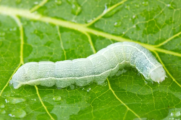 Caterpillar crawling on a wet leaf — Stock Photo, Image