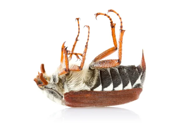 Dead cockchafer bug — Stock Photo, Image