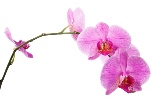 Блум Розовая орхидея — стоковое фото