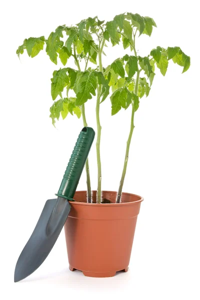 Tomaten-Pflanzen und Garten Schaufel — Stockfoto