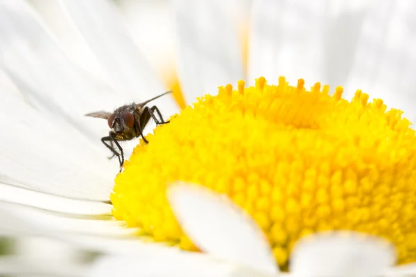 stock image Fly on the blooming daisy