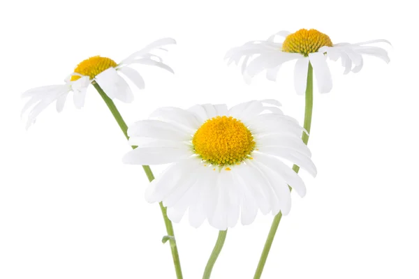 3 つのデイジーの花 — ストック写真