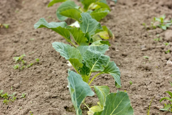 stock image Organically growing cabbages