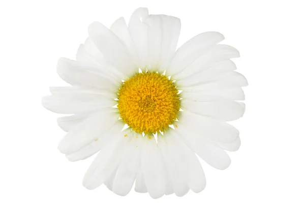 白に孤立したカモミールの花 — ストック写真