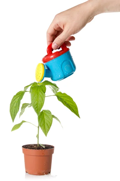 Hand watering a plant — Stock Photo, Image
