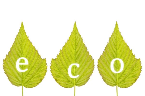L'orthographe « eco » sur les feuilles vertes — Photo