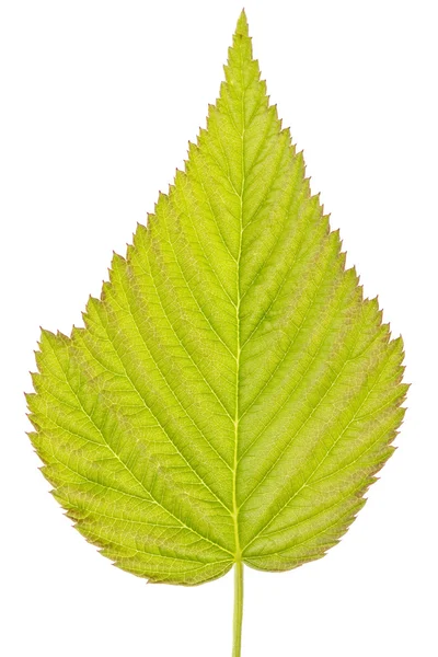 Детальний зелений лист — стокове фото