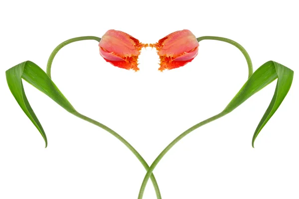 Herz aus zwei Tulpen — Stockfoto