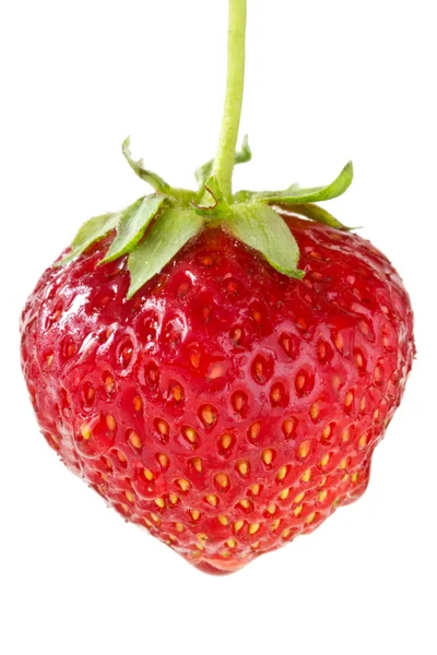 Červené jahody berry — Stock fotografie