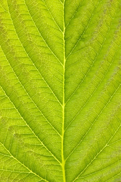 Textura de folha verde detalhada — Fotografia de Stock