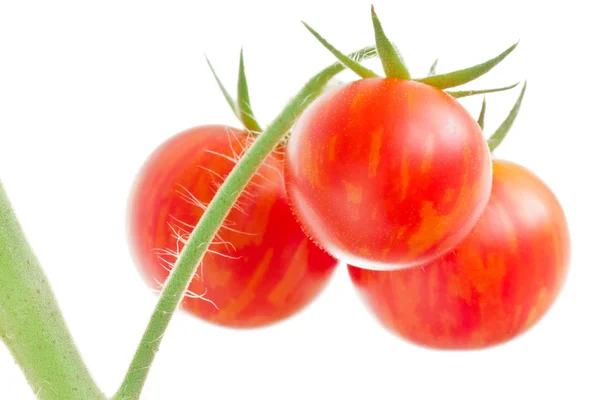Ramo de tomates sobre fondo blanco — Foto de Stock