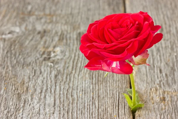 Роуз, растущих в деревянный пол — стоковое фото