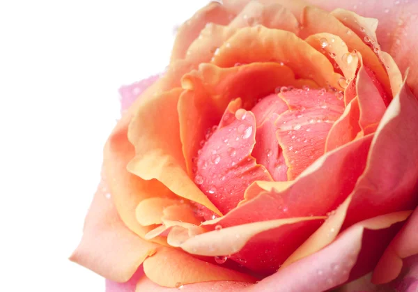 Roses de jardin roses fraîches — Photo