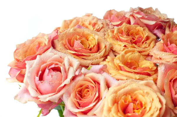 Orange and pink roses — Stock Photo, Image