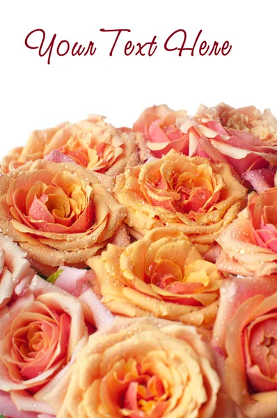 Pomarańczowy i różowy róż — Zdjęcie stockowe