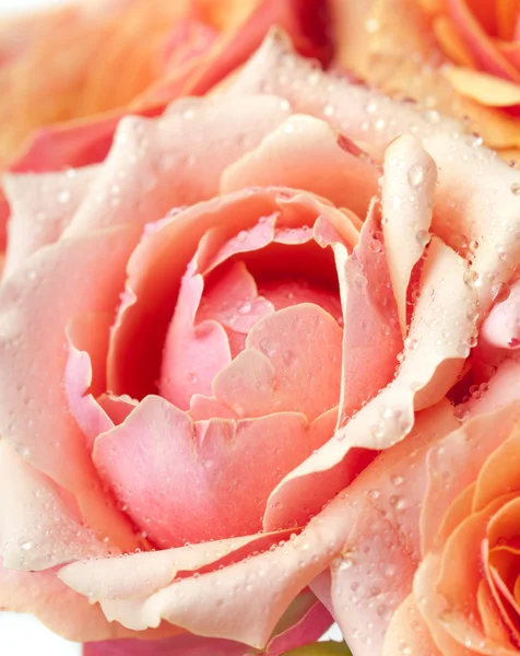 Frische rosa Gartenrosen — Stockfoto