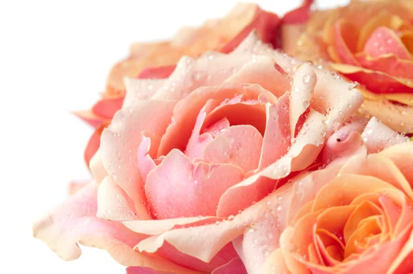 Čerstvé růže růžová zahrada — Stock fotografie