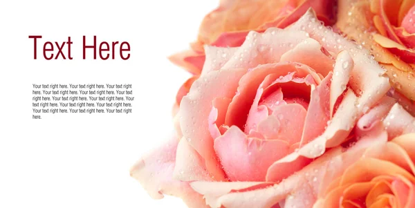 Fresh pink garden roses — Stock Photo, Image