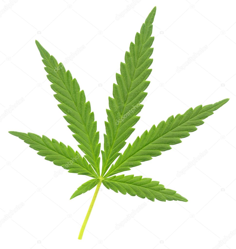 Cannabis leaf — Stock Photo © withGod #11611199