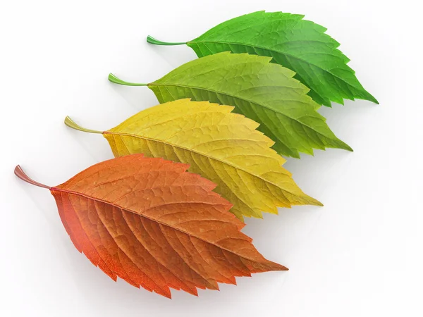 4 sezon. liść zielony, czerwony i yeloow — Zdjęcie stockowe