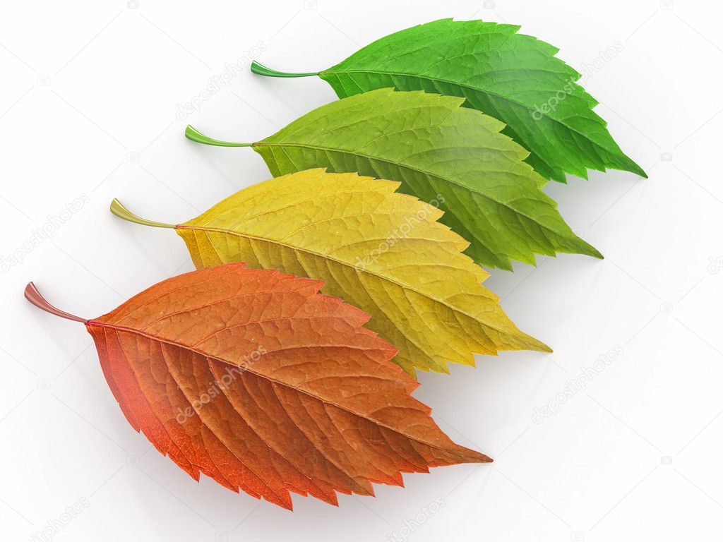 Four season. Green, red and yeloow leaf