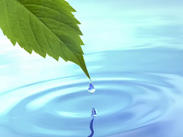 Droppe falla från blad på rippel vatten. — Stockfoto