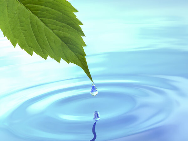 Drop fall from leaf on ripple water.