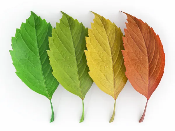 Четыре сезона. Зеленый, красный и желтоватый лист — стоковое фото