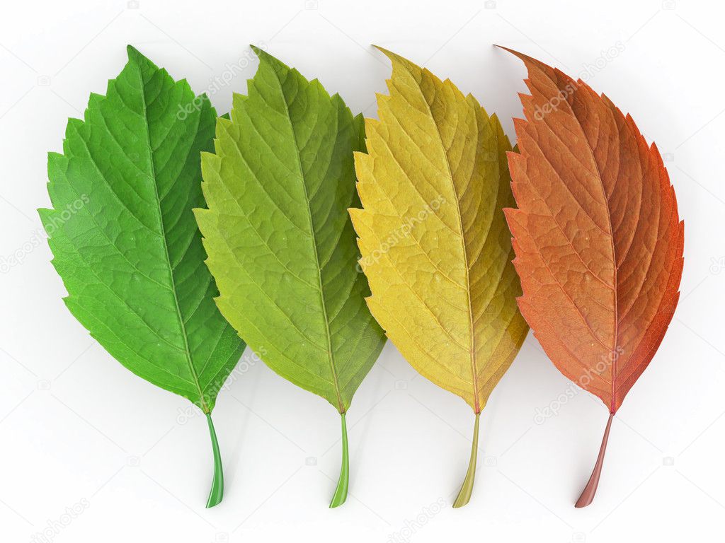 Four season. Green, red and yeloow leaf