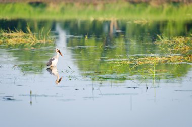 Asya openbill leylek