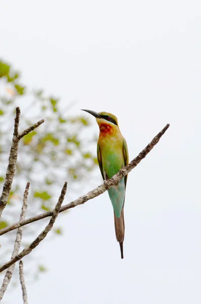 Modrá sledoval bee-eater — Stock fotografie
