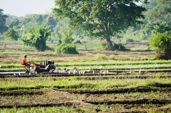 Um menino trabalhando com um arado de motor em um campo de arroz — Fotografia de Stock