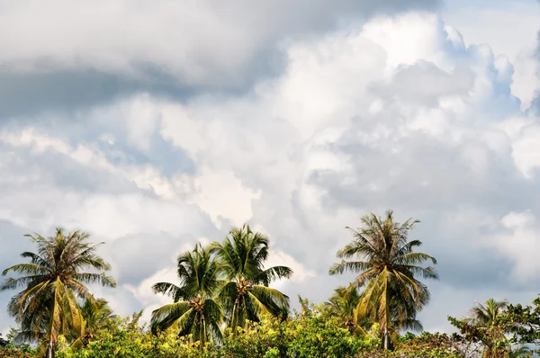 Tropiska monsoonen stormig himmel med palmer — Stockfoto