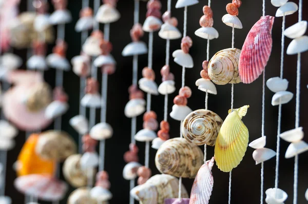 Coleção de conchas em conjunto de decoração — Fotografia de Stock