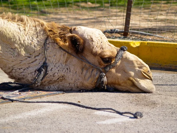 Tired Camel — Stock Photo, Image