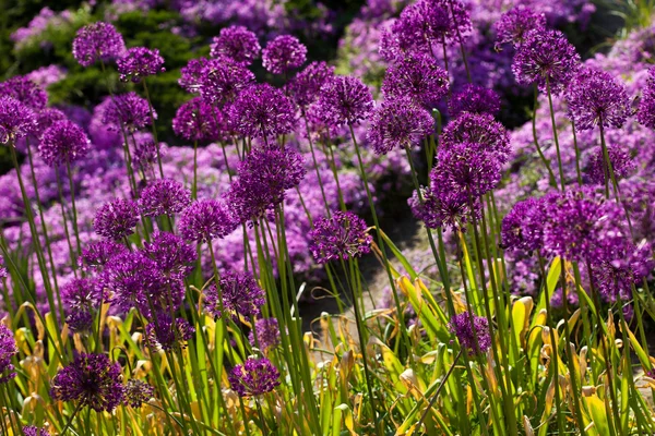 Fleurs violettes abstraites sur le champ (DOF peu profond ) — Photo