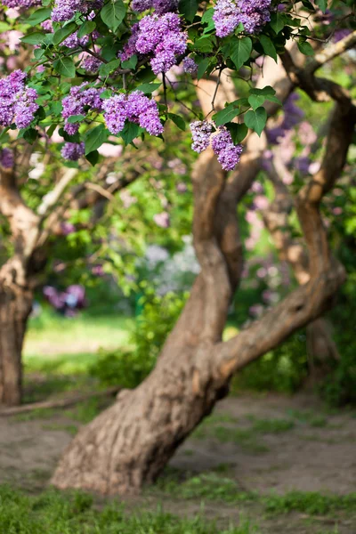 Букет фиолетового лилового цветка (мелкий DOF ) — стоковое фото