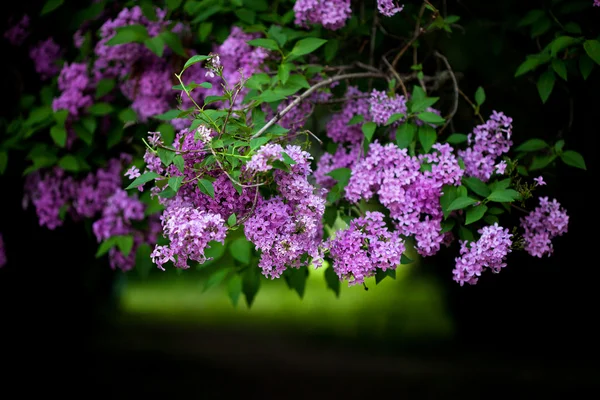 紫のライラックの花 (浅い Dof の束) — ストック写真