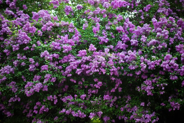 stock image Bunch of violet lilac flower (shallow DOF)