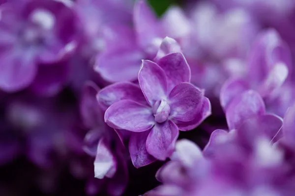 Massa lila lila blomma (grunt Dof) — Stockfoto