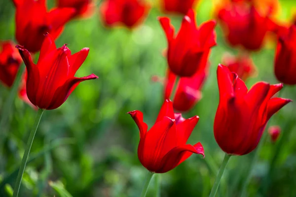 Rode tulpen in het veld (ondiepe Dof) — Stockfoto
