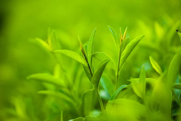 Folhas frescas e verdes (DOF superficial ) — Fotografia de Stock