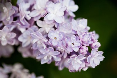 Bunch of pink lilac flower (shallow DOF) clipart