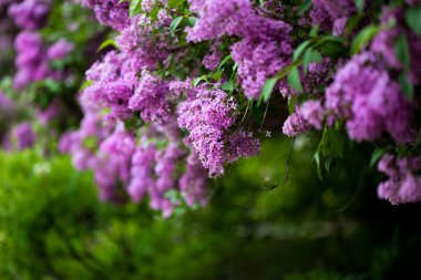 Bunch of violet lilac flower (shallow DOF) clipart