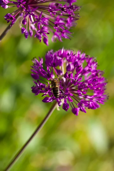 Flores violetas abstractas en el campo (DOF poco profundo ) —  Fotos de Stock