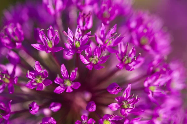 Abstracte violette bloemen op veld (ondiepe Dof) — Stockfoto